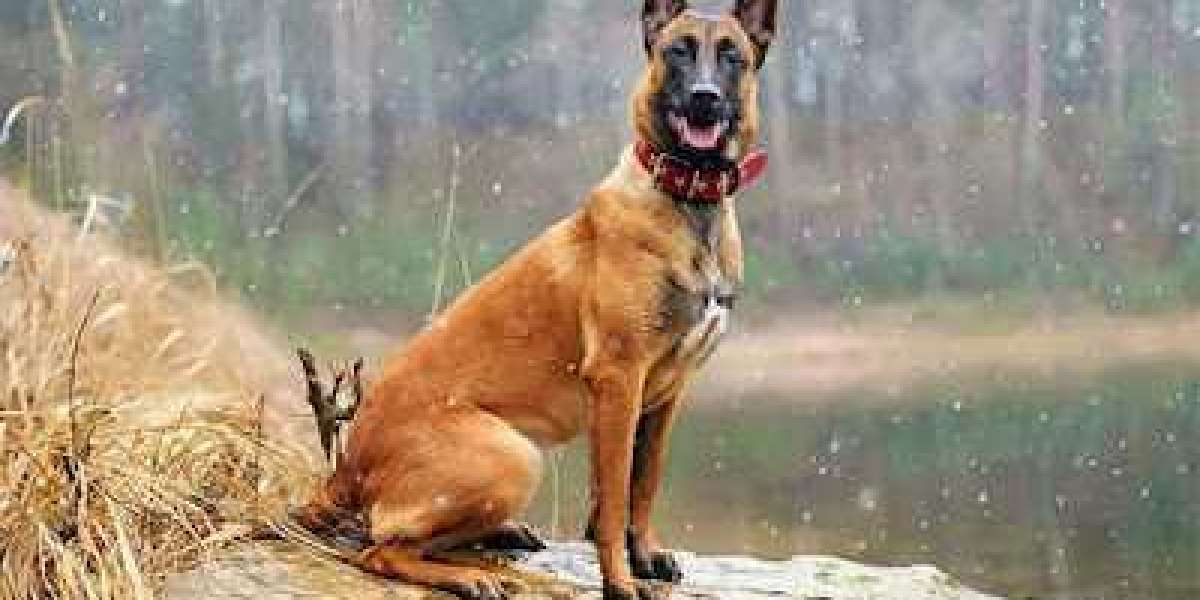 German Shepherd vs Belgian Malinois vs Dutch Shepherd: Unleashing the Differences