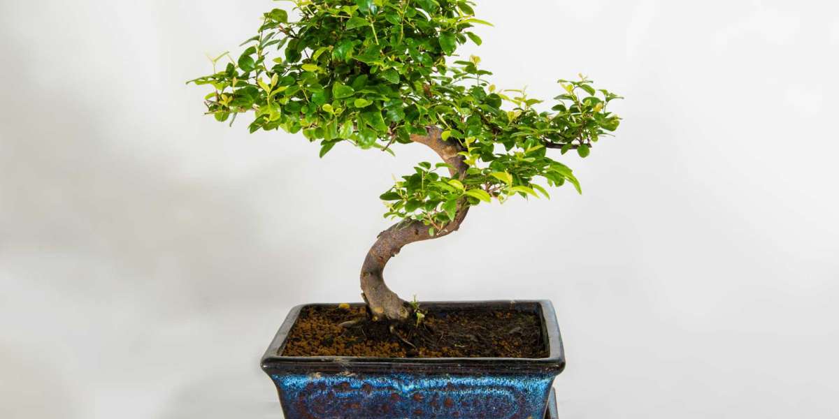 Bring Serenity to Your Space With A Bonsai Artificial Plant