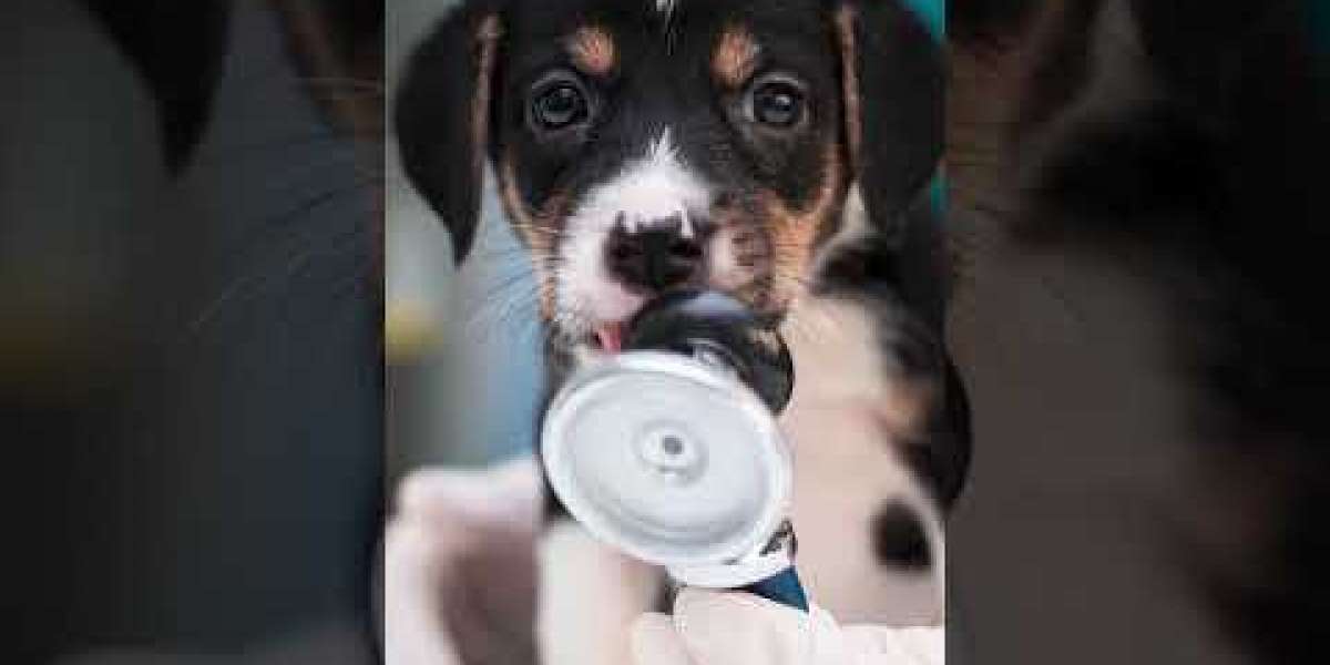 Radiografía veterinaria portátil Todos los fabricantes de dispositivos médicos