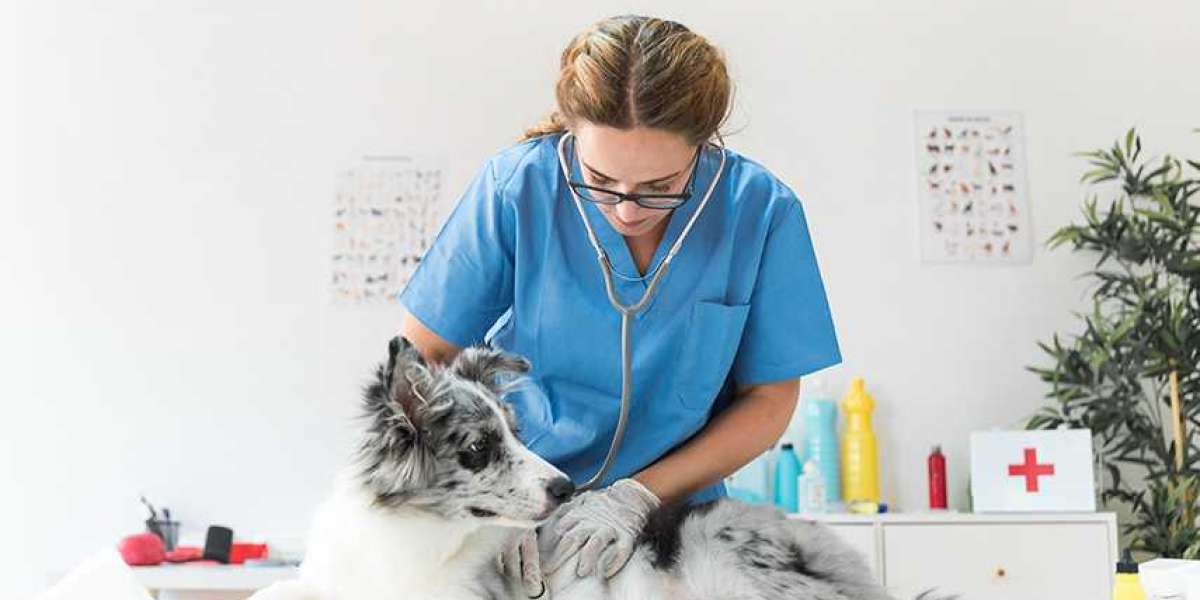 Heart Failure in Dogs: 6 Practical Tips From Veterinary Cardiologists