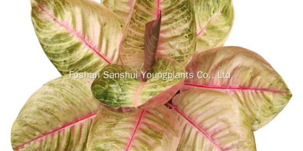 Challenges and Solutions in the Cultivation of Aglaonema via Tissue Culture