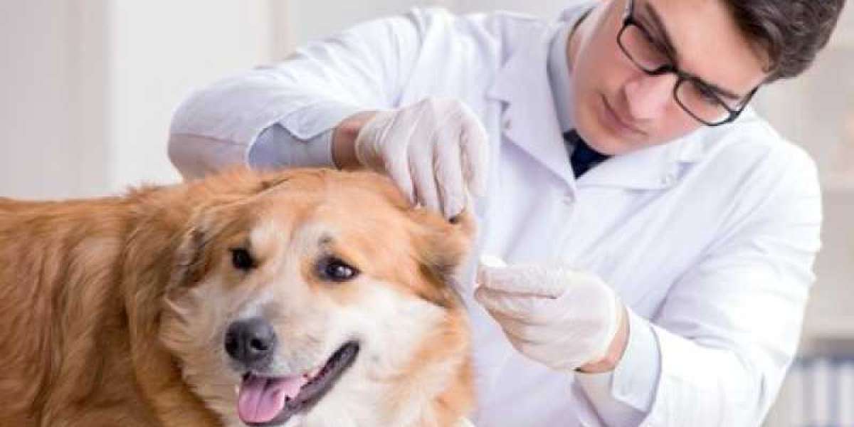 Dog Echocardiograms: What to Expect