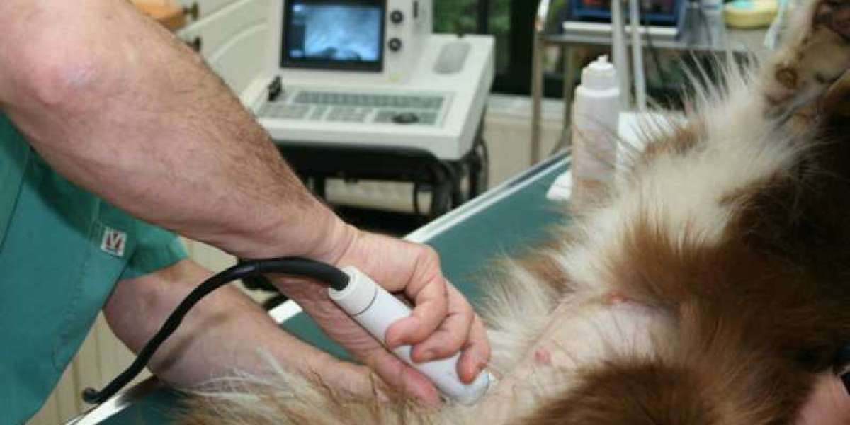 Radiología veterinaria: Rayos X para mascotas