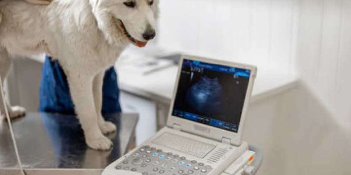 How Much Does a Dog X-Ray Cost? Pricing 2024 Guide