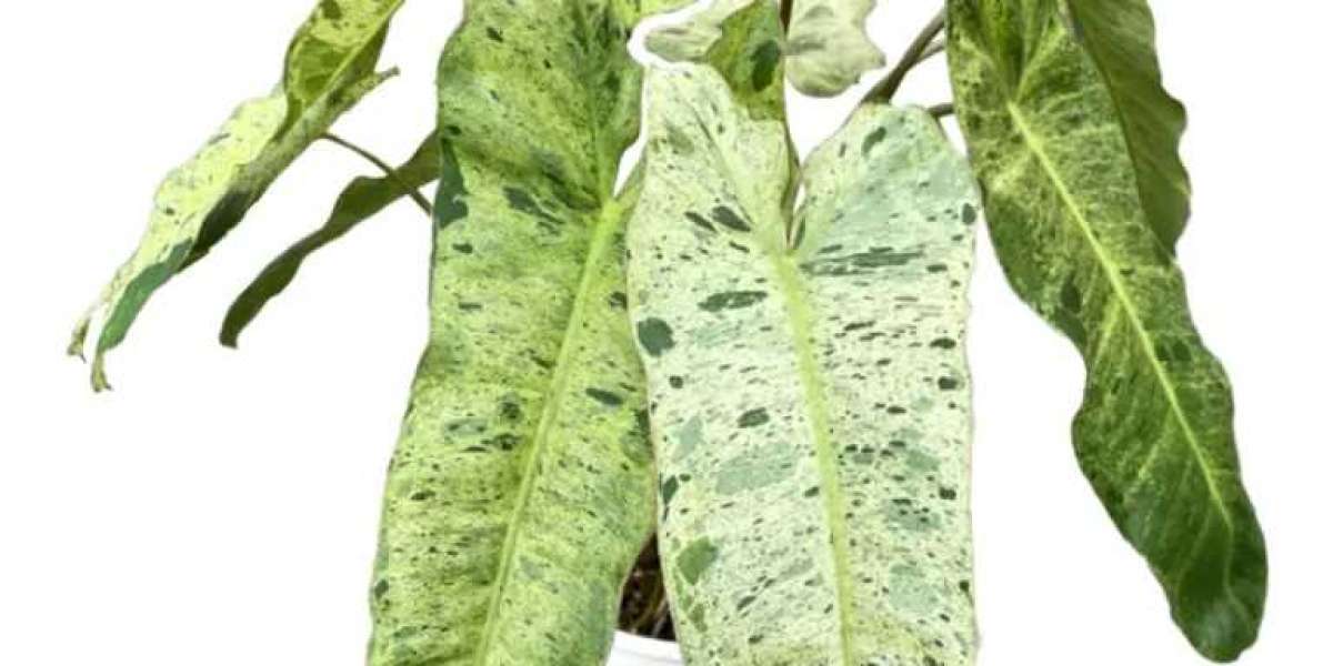 Innovations in Plant Tissue Culture: Advancements in Philodendron Propagation