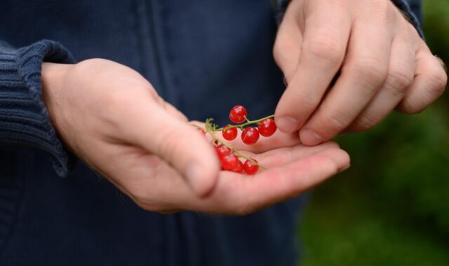 currants, berry, fruit, healthy, berry fruit, hands, nibble, garden, ripe, nourishment, cute, vital substances, fresh, nature, natural product, red, yummy, cardigan, blue, harvest, bio, vitamins, currants, currants, fruit, fruit, fruit, healthy, healthy, healthy, healthy, healthy, hands, hands, hands, garden, garden, nourishment, nature, nature, natural product, red, red, red, cardigan, harvest, bio, bio, bio, vitamins