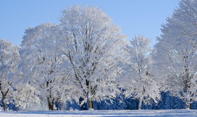 winter, snow, trees, frost, winter landscape, nature, covered in snow