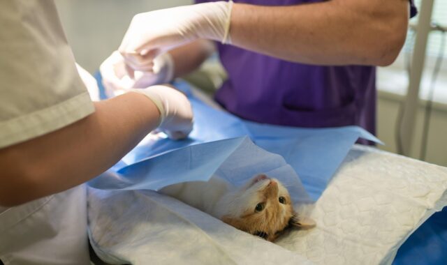 health, hospital, medicine, nurse, occupation, operation, pet, procedure, profession, sick, specialist, sterile, sterilization, surgeon, surgery, surgical, treatment, vet, veterinarian, veterinary, anesthesia, care, cute, vet, vet, vet, vet, vet, veterinarian, veterinarian, veterinarian, veterinary
