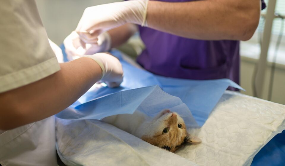 health, hospital, medicine, nurse, occupation, operation, pet, procedure, profession, sick, specialist, sterile, sterilization, surgeon, surgery, surgical, treatment, vet, veterinarian, veterinary, anesthesia, care, cute, vet, vet, vet, vet, vet, veterinarian, veterinarian, veterinarian, veterinary