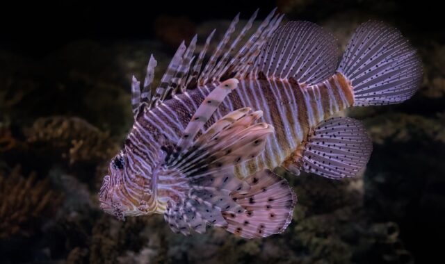 lionfish, underwater, marine life, reef fish, tropical fish, invasive species, ocean wildlife, coral reef, underwater photography, exotic fish, venomous spines, striped fish, sea life, aquatic animal, marine biodiversity, scuba diving, snorkeling, underwater close-up, nature, wildlife photography