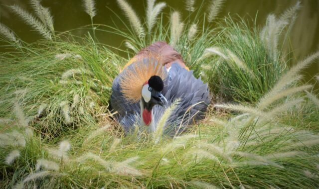 bird, wildlife, nature, feather, fly, crane, wing, lake, log, portrait, nikon d5100