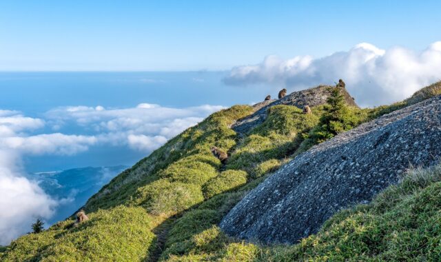 landscape, herd of monkeys, foraging, sprouts of yakuzaza, coastline, nagata village, elevation difference 1700m, yakushima, japan