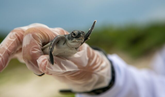 baby turtle, animal, hand, turtle, baby, young, reptile, wildlife, nature, closeup, wildlife recovery, turtle, turtle, turtle, turtle, turtle
